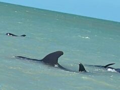 “Inusual suceso: Ballenas piloto varadas en la costa de Celestún”