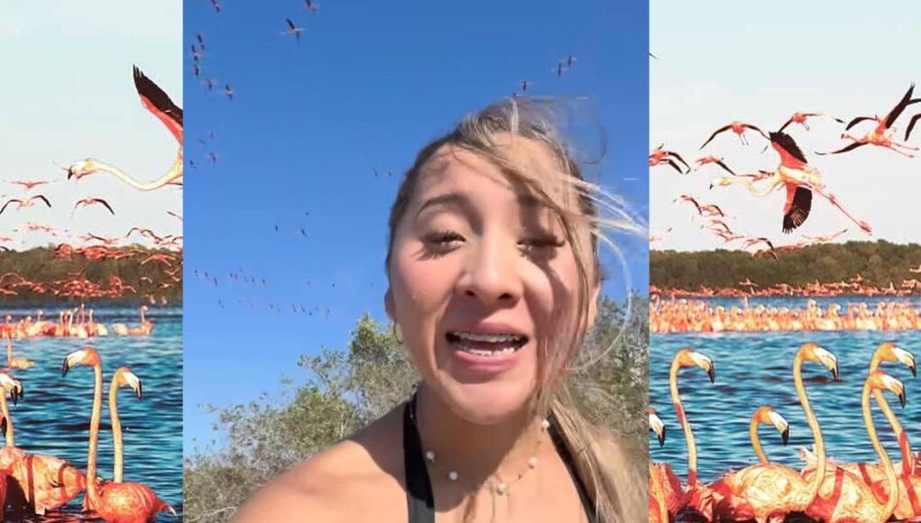Polémica en redes por video que altera hábitat de flamingos