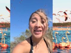 Polémica en redes por video que altera hábitat de flamingos
