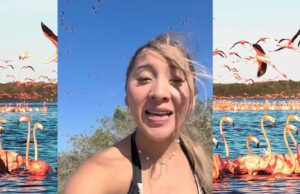 Polémica en redes por video que altera hábitat de flamingos