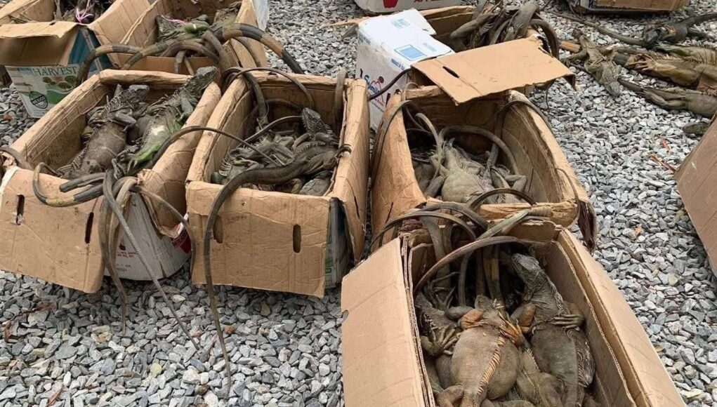 Rescatan 192 iguanas verdes transportadas ilegalmente en autobús en Oaxaca