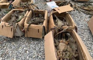 Rescatan 192 iguanas verdes transportadas ilegalmente en autobús en Oaxaca