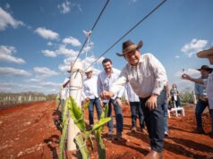 Pitahaya VAlley posiciona a Yucatán como referente nacional en producción de Pitahaya