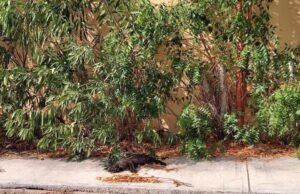 Crece preocupación en Gran Santa Fe Norte por presunto envenenamiento de gatos