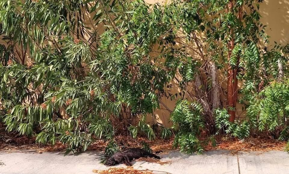 Crece preocupación en Gran Santa Fe Norte por presunto envenenamiento de gatos