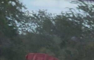 Indignación en Temax por presunto caso de maltrato animal; exigen justicia por muerte de un perrito
