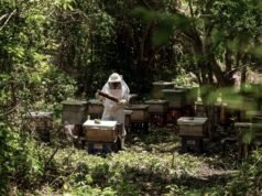 Abejas impulsan al campo mexicano: producción de miel alcanza cifra histórica en 2025