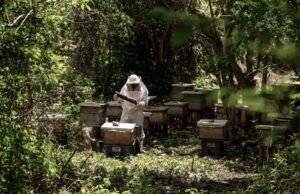 Abejas impulsan al campo mexicano: producción de miel alcanza cifra histórica en 2025