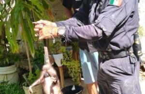 Resguardan y devuelven a su entorno natural a dos zarigüeyas halladas en viviendas de Tizimín
