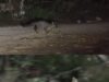 Impactante avistamiento en Tulum: zorro gris sorprende al capturar una serpiente en la selva