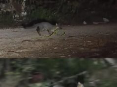 Impactante avistamiento en Tulum: zorro gris sorprende al capturar una serpiente en la selva