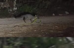 Impactante avistamiento en Tulum: zorro gris sorprende al capturar una serpiente en la selva