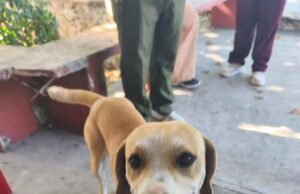 Exigen justicia por “Güero”, querido perro comunitario hallado sin vida en Yaxkukul