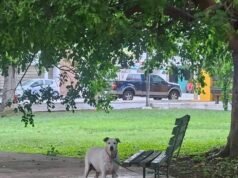 Crece preocupación en Francisco de Montejo tras hallar a perrita amarrada en parque