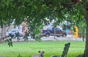 Crece preocupación en Francisco de Montejo tras hallar a perrita amarrada en parque