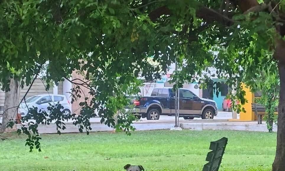 Crece preocupación en Francisco de Montejo tras hallar a perrita amarrada en parque