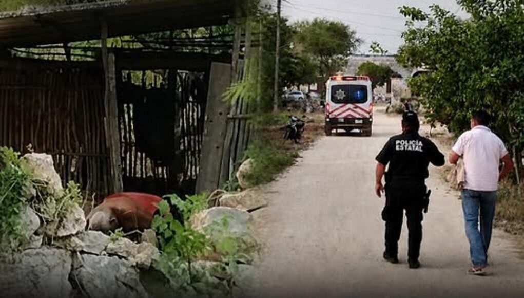 TRAGEDIA EN MAXCANÚ: ABUELITO MUERE TRAS ATAQUE DE ABEJAS EN SU PROPIO PREDIO