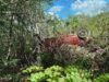 Encuentran automóvil abandonado entre la maleza en carretera de Cacalchén