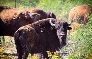 Regresa el bisonte a Sonora tras 200 años de ausencia; ya nacieron 10 crías