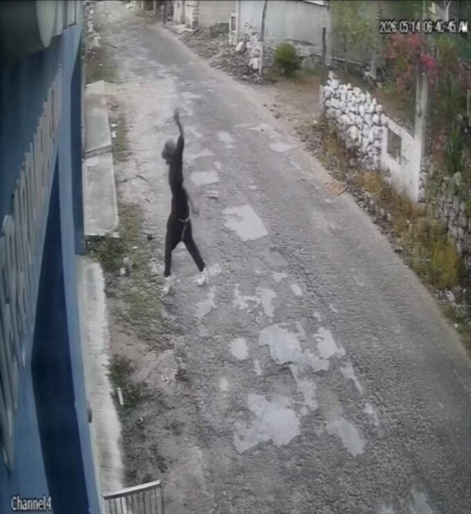 grillo