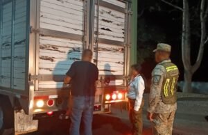 Operativo en el sureste frena tráfico de fauna; rescatan mono araña y aseguran jaguar en Mérida