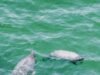 Manatí sorprende a turistas y pescadores tras aparecer en costas de Progreso y Chicxulub Puerto