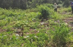 Adulto mayor acusa intento de despojo de tierras ejidales en Dzitbalché