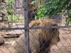 Zoológico Centenario descarta problemas de salud en león captado en video