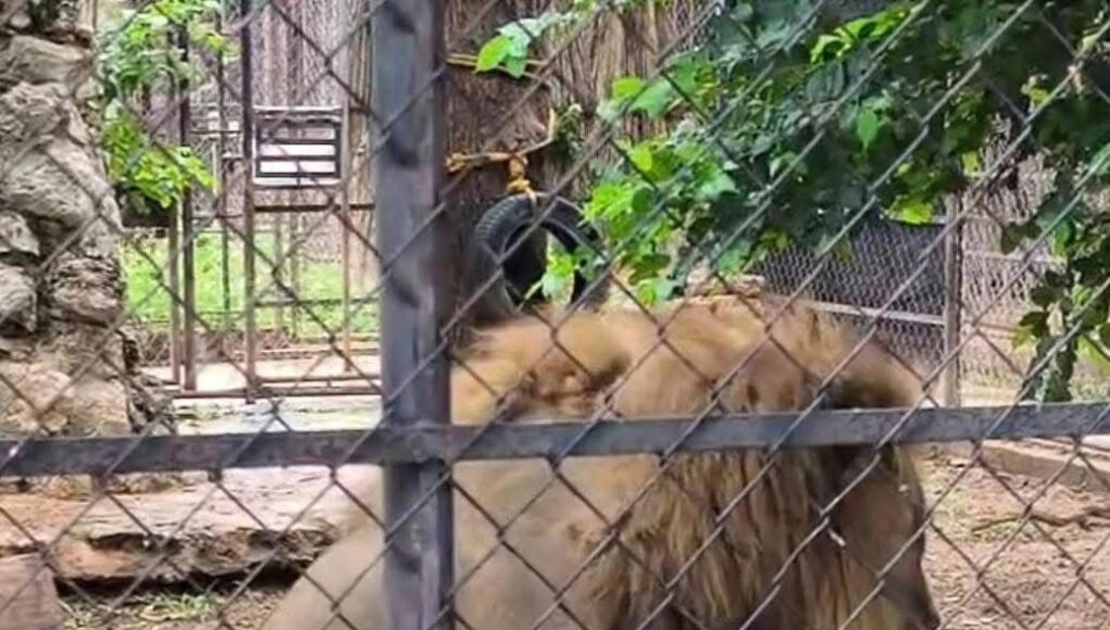 Zoológico Centenario descarta problemas de salud en león captado en video