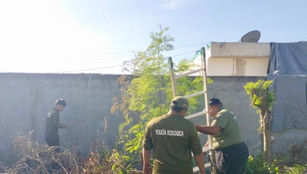Rescatan a tres cachorros atrapados en un sumidero de Kanasín