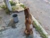 Vecinos de Sol Caucel buscan ayuda para perrita que deambula por las calles en busca de alimento