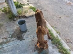 Vecinos de Sol Caucel buscan ayuda para perrita que deambula por las calles en busca de alimento