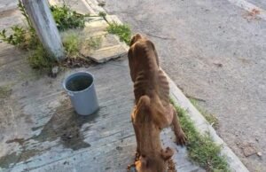 Vecinos de Sol Caucel buscan ayuda para perrita que deambula por las calles en busca de alimento