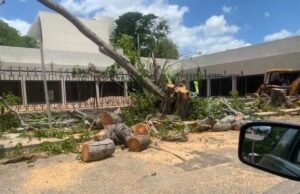 Vecinos cuestionan retiro de árboles en la Colonia México por proyecto comercial