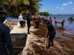 Alertan por nueva oleada de sargazo mientras continúa la limpieza en playas de Quintana Roo