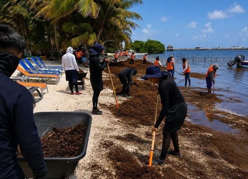 Alertan por nueva oleada de sargazo mientras continúa la limpieza en playas de Quintana Roo