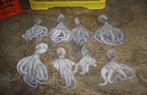 Más de 460 kilos de pulpo maya en veda derivan en proceso penal contra dos personas en Yucatán