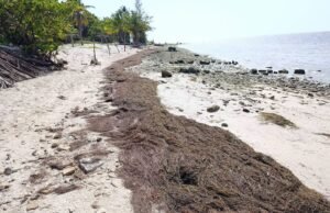 Comerciantes cuestionan falta de limpieza de sargazo en playas de San Crisanto al inicio del periodo vacacional