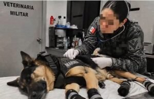Max, el rescatista de cuatro patas que salvó vidas en Venezuela y volvió herido a México
