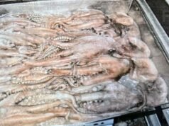 Vinculan a proceso a tres hombres por transportar casi 250 kilos de pepino de mar en costas de Yucatán