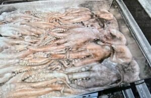 Vinculan a proceso a tres hombres por transportar casi 250 kilos de pepino de mar en costas de Yucatán