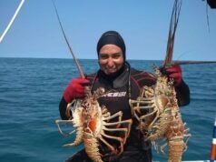 Arranca la captura de langosta en Yucatán; esperan superar las 700 toneladas en la nueva temporada