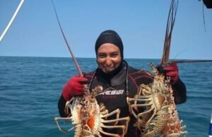 Arranca la captura de langosta en Yucatán; esperan superar las 700 toneladas en la nueva temporada