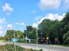 Indignación en Hunucmá por la poda extrema de almendros frente a plantel del COBAY
