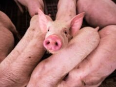 Logran en Argentina el primer cerdo clonado de Latinoamérica para futuros trasplantes en humanos