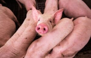 Logran en Argentina el primer cerdo clonado de Latinoamérica para futuros trasplantes en humanos