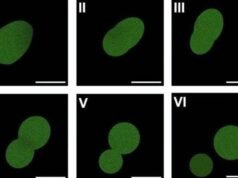 Crean la primera célula sintética capaz de crecer y reproducirse; avance promete revolucionar la medicina y la biotecnología