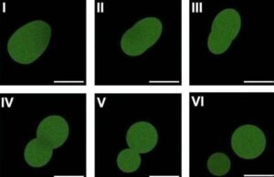 Crean la primera célula sintética capaz de crecer y reproducirse; avance promete revolucionar la medicina y la biotecnología