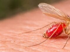 Alerta sanitaria en Yucatán: aumentan casos de “úlcera del chiclero” y llaman a reforzar prevención