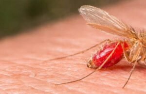 Alerta sanitaria en Yucatán: aumentan casos de “úlcera del chiclero” y llaman a reforzar prevención